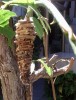 casulo